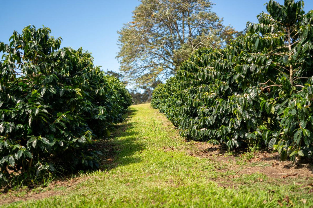 Ka'u Sunrise - Dark Roast - Hawaiian Single Origin