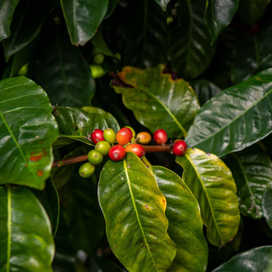 Ka'u Sunrise - Dark Roast - Hawaiian Single Origin